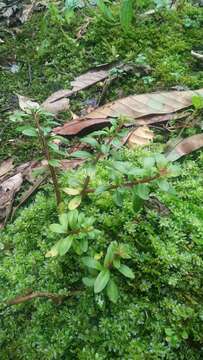 Image of Sedum microsepalum Hayata