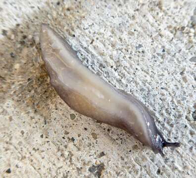Parmacelloidea P. Fischer 1856的图像