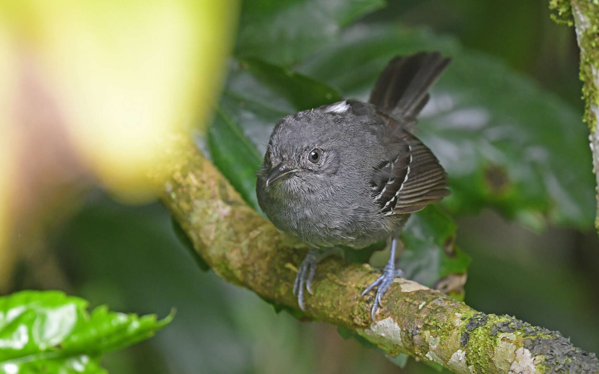 Image of Parker's Antbird