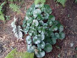 Image of Asarum europaeum subsp. europaeum