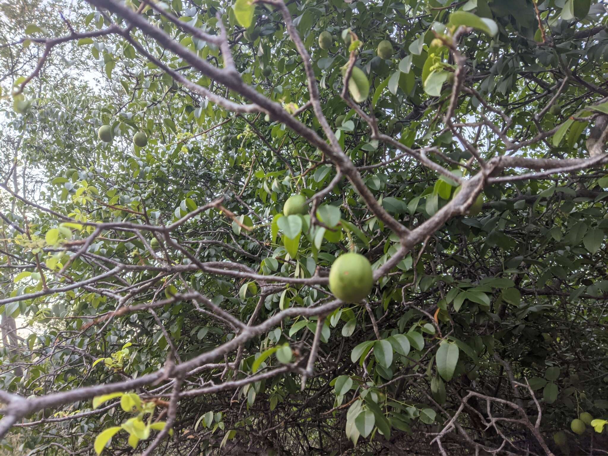 Image de Spondias tuberosa Arruda