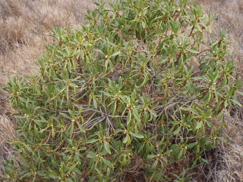 Myoporum sandwicense (A. DC.) Gray resmi