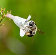 Image of Eucera dubitata (Cresson 1879)