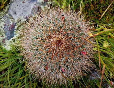 Image of Mammillaria rhodantha subsp. rhodantha