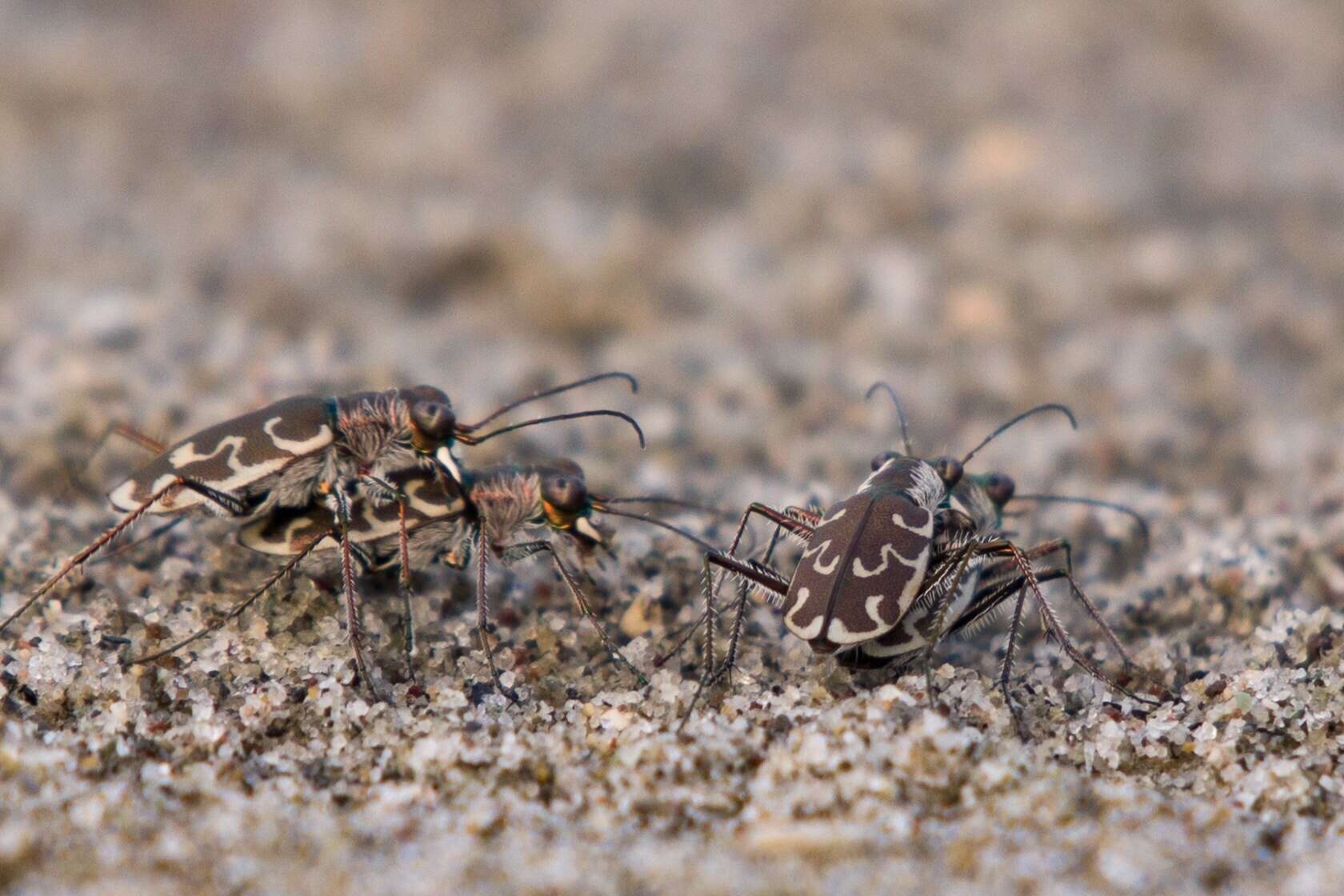 Sivun Cylindera (Eugrapha) trisignata (Dejean 1822) kuva