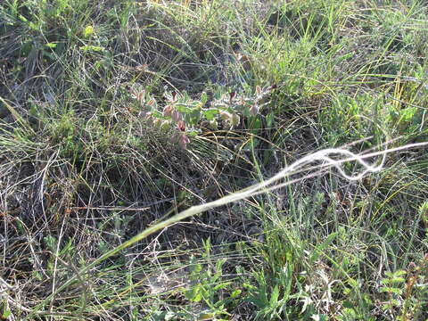 Image of Stipa pontica P. A. Smirn.