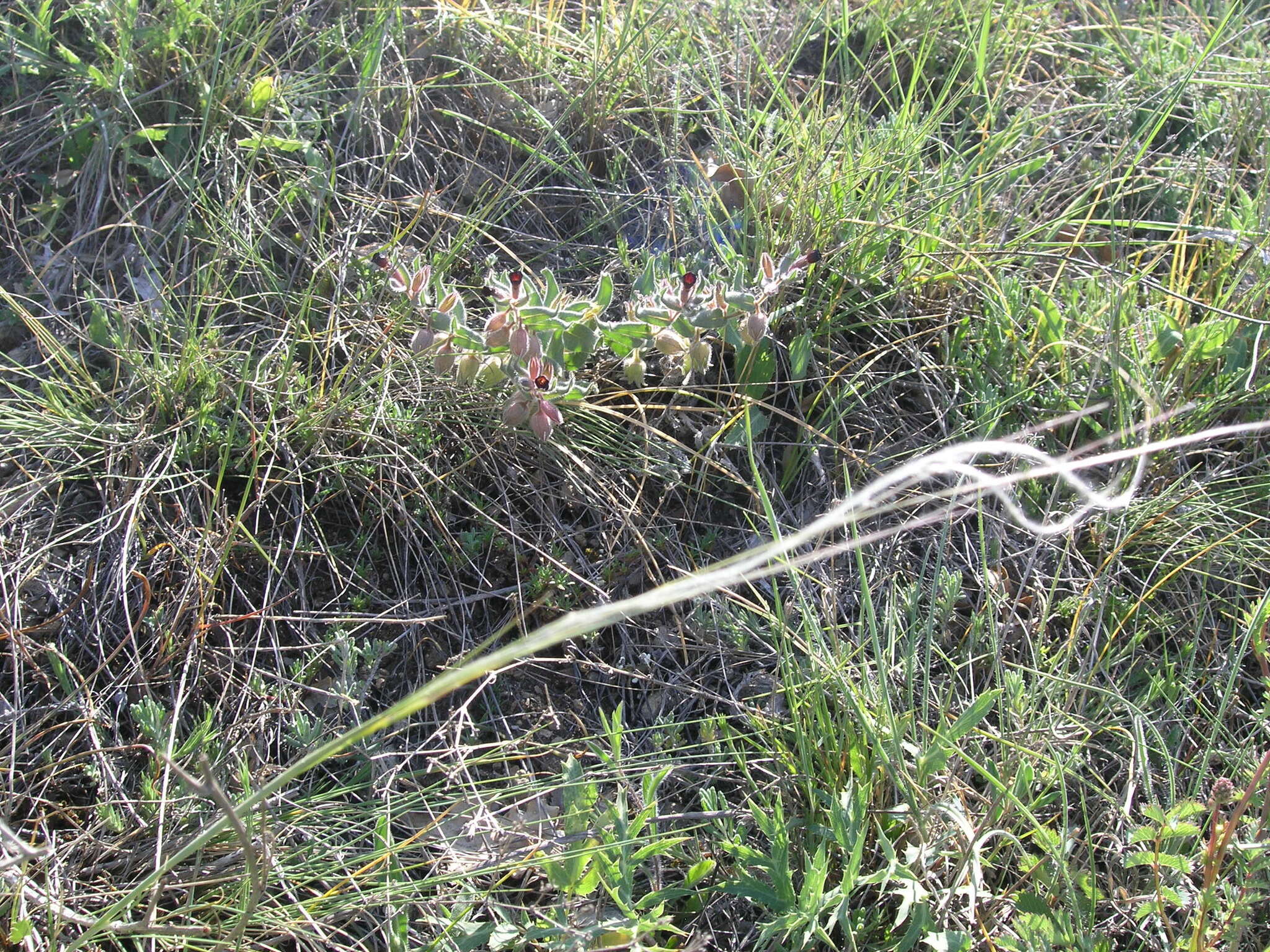 Plancia ëd Stipa pontica P. A. Smirn.