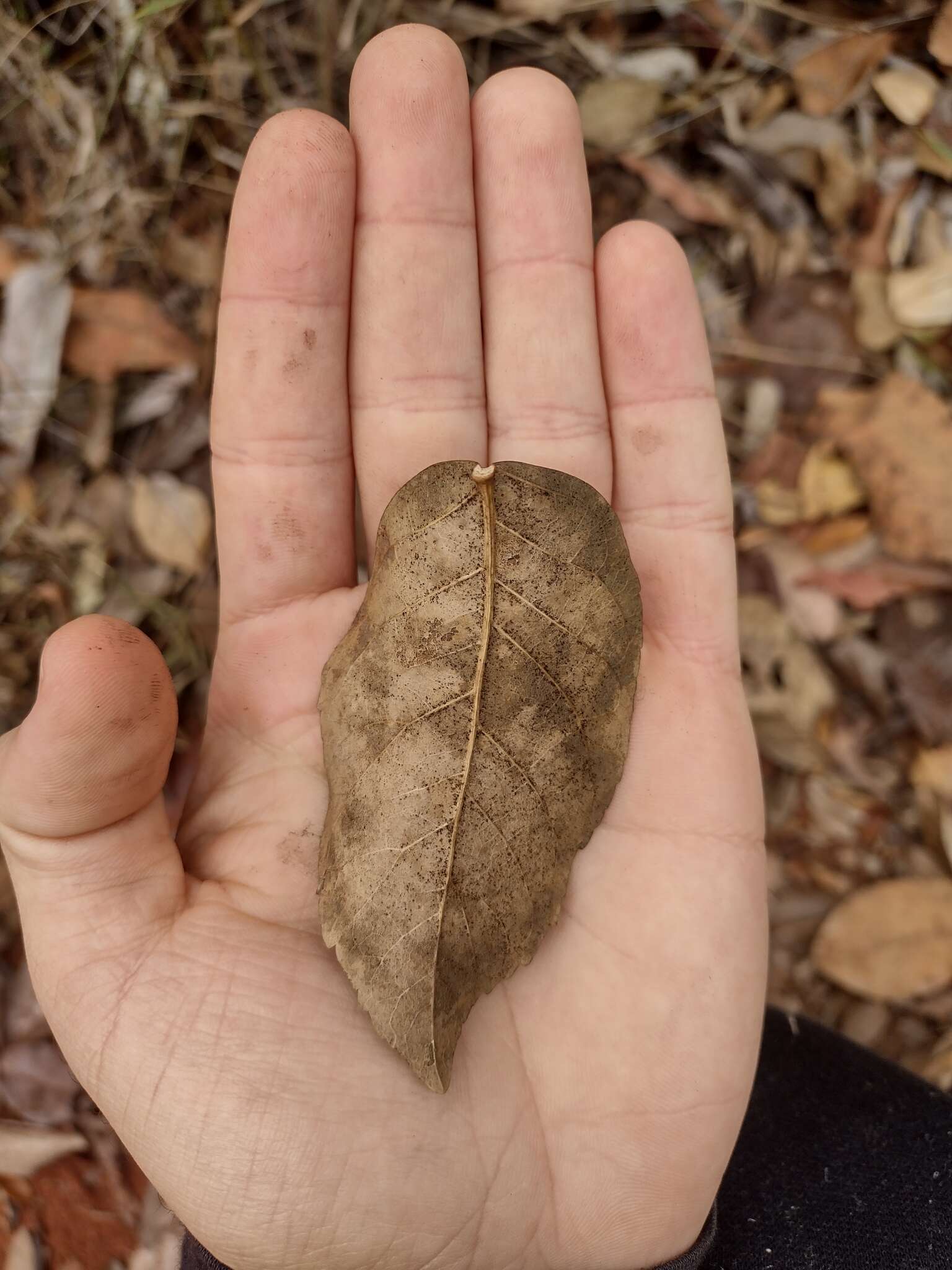 صورة Handroanthus serratifolius (Vahl) S. O. Grose