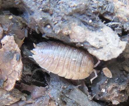 Image of Isopod