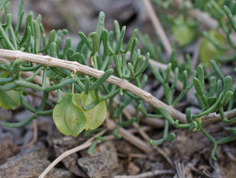 Image of Zygophyllum kaschgaricum A. Boriss.