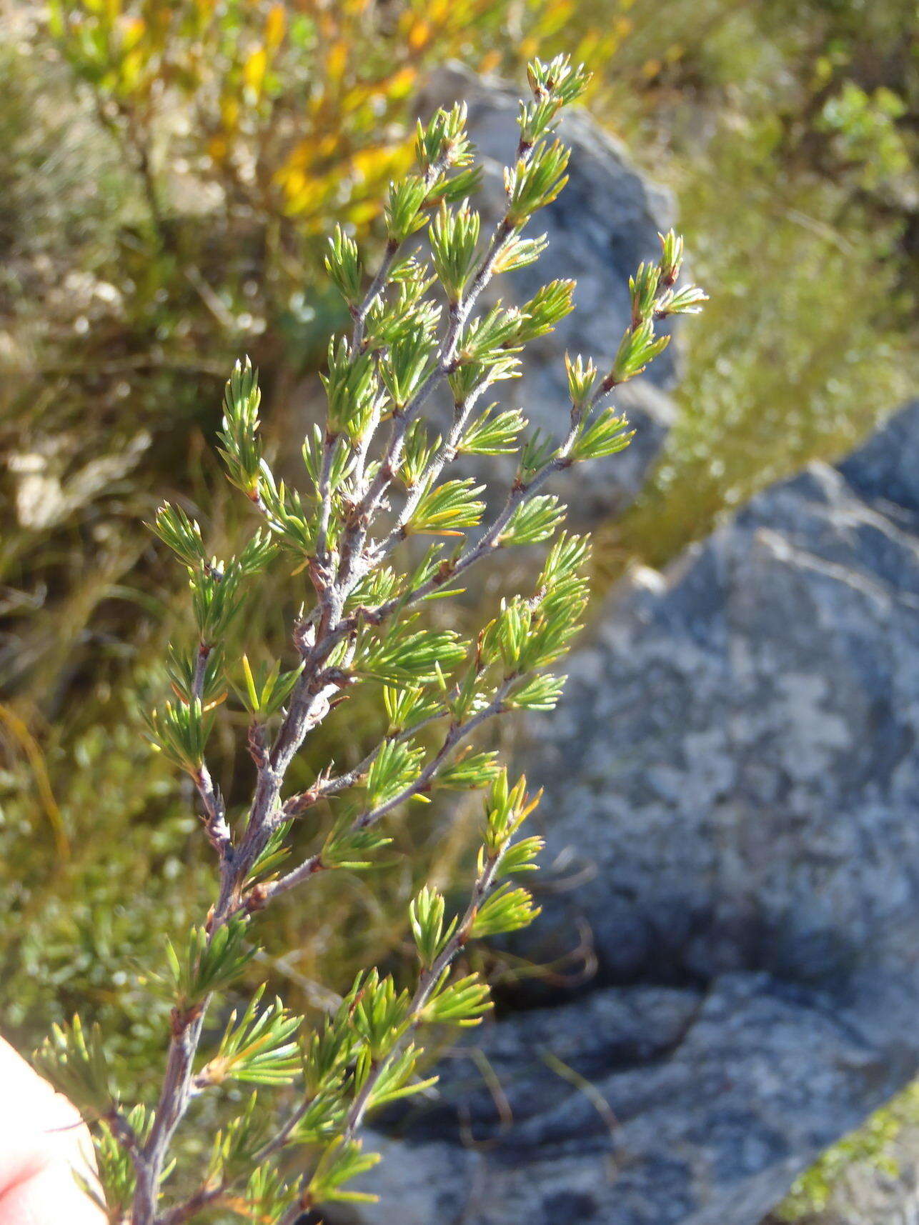 Image of Cliffortia tuberculata (Harv.) Weim.