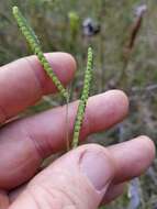 Image of Early Crown Grass