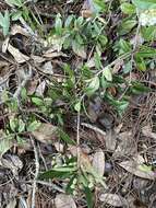 Image of Climbing Fetterbush