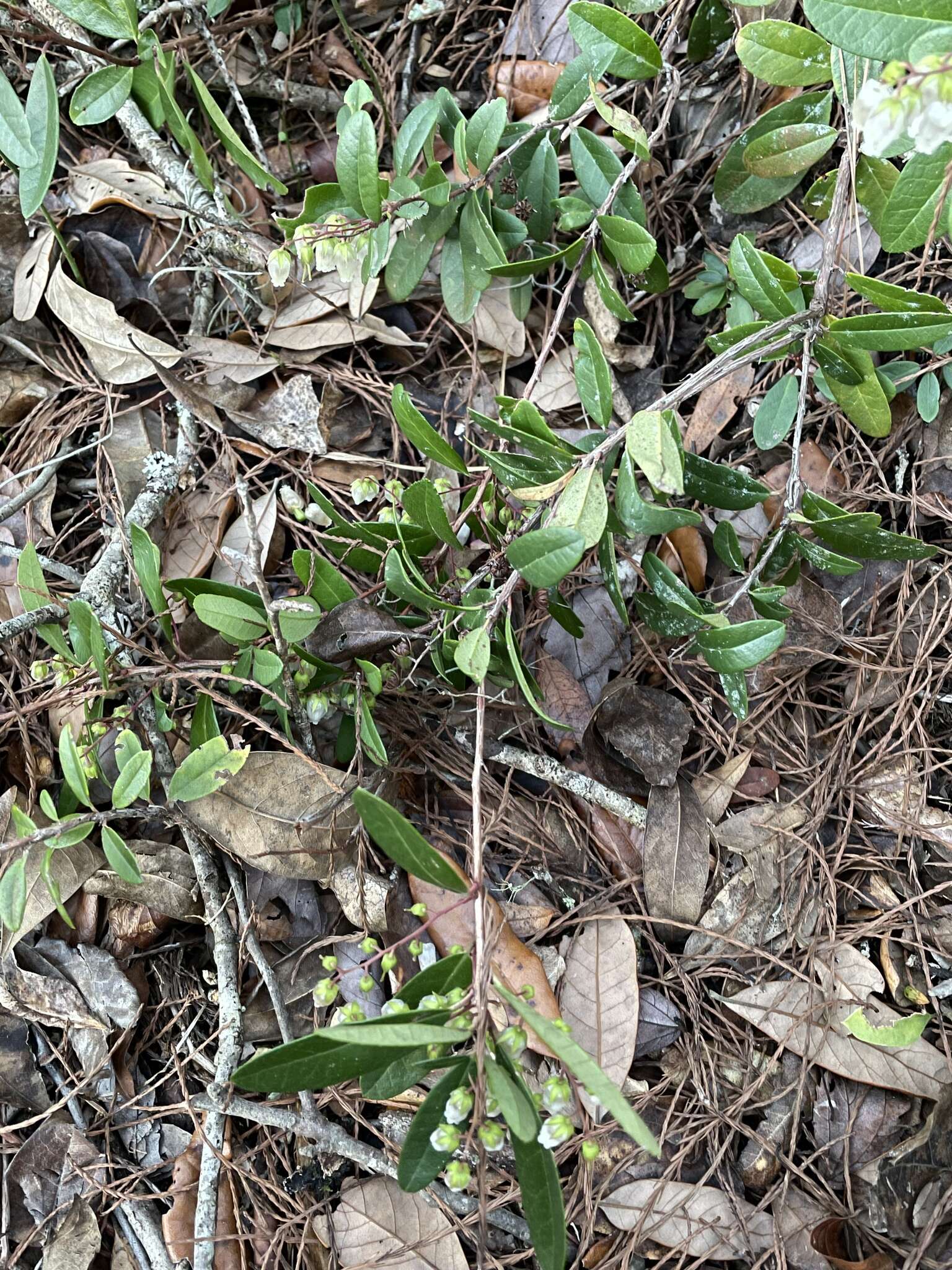 Image of Climbing Fetterbush