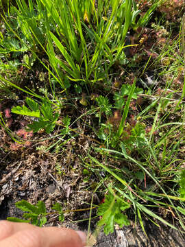 Image of Drummond's cinquefoil