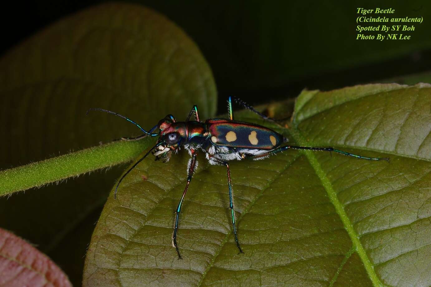 Imagem de Cicindela (Cosmodela) aurulenta Fabricius 1801