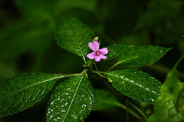 Image de Impatiens dasysperma Wight