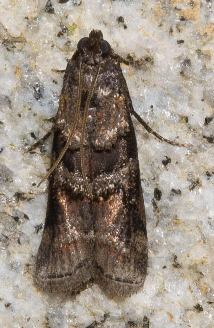 Image of Blister Coneworm