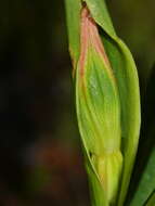 Image of Pterostylis cardiostigma D. Cooper