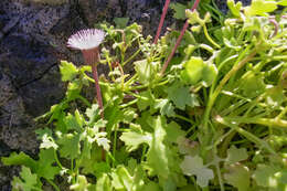 Image of Hofmeisteria fasciculata (Benth.) Walp.