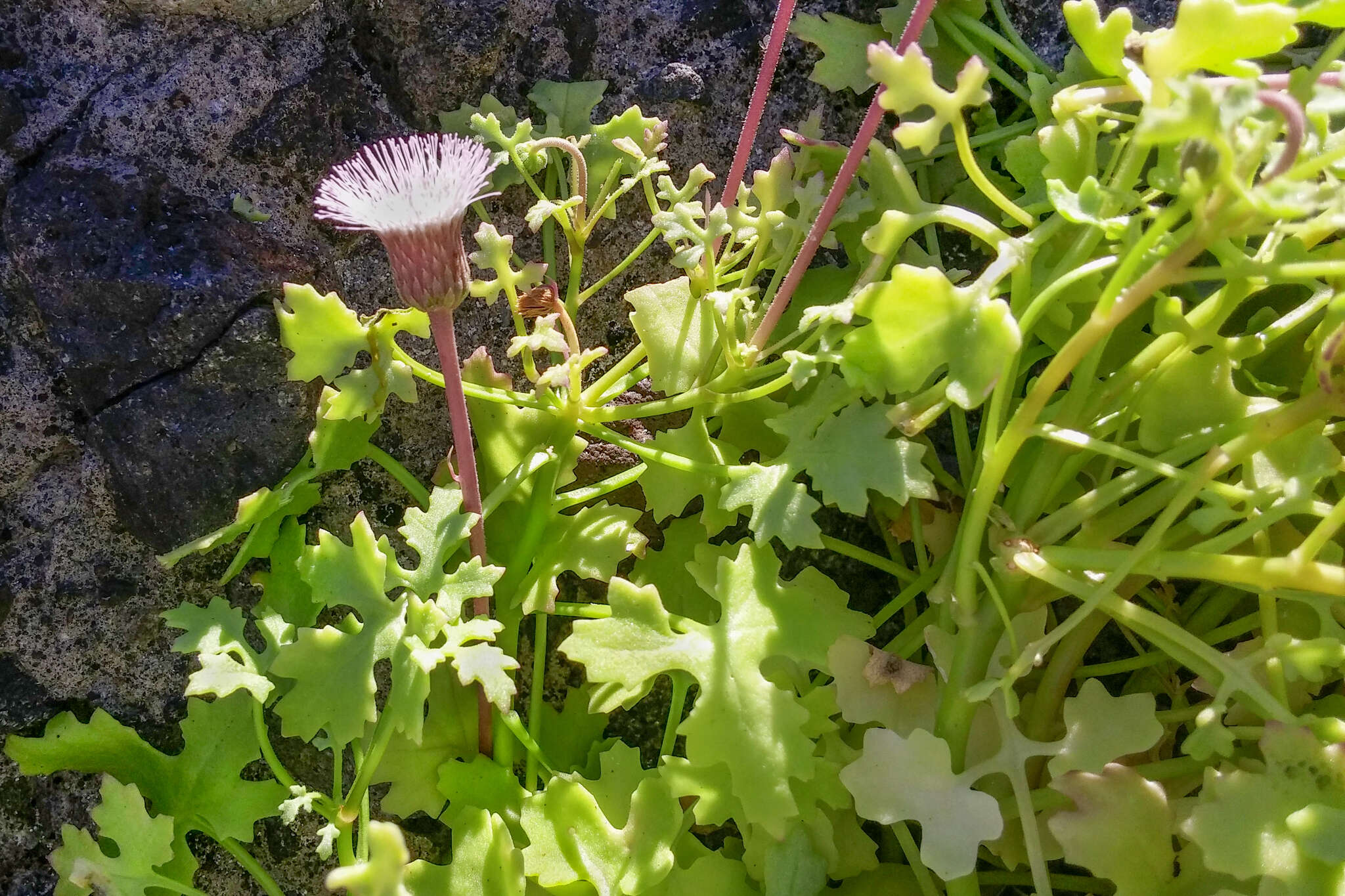 Image of Hofmeisteria fasciculata (Benth.) Walp.