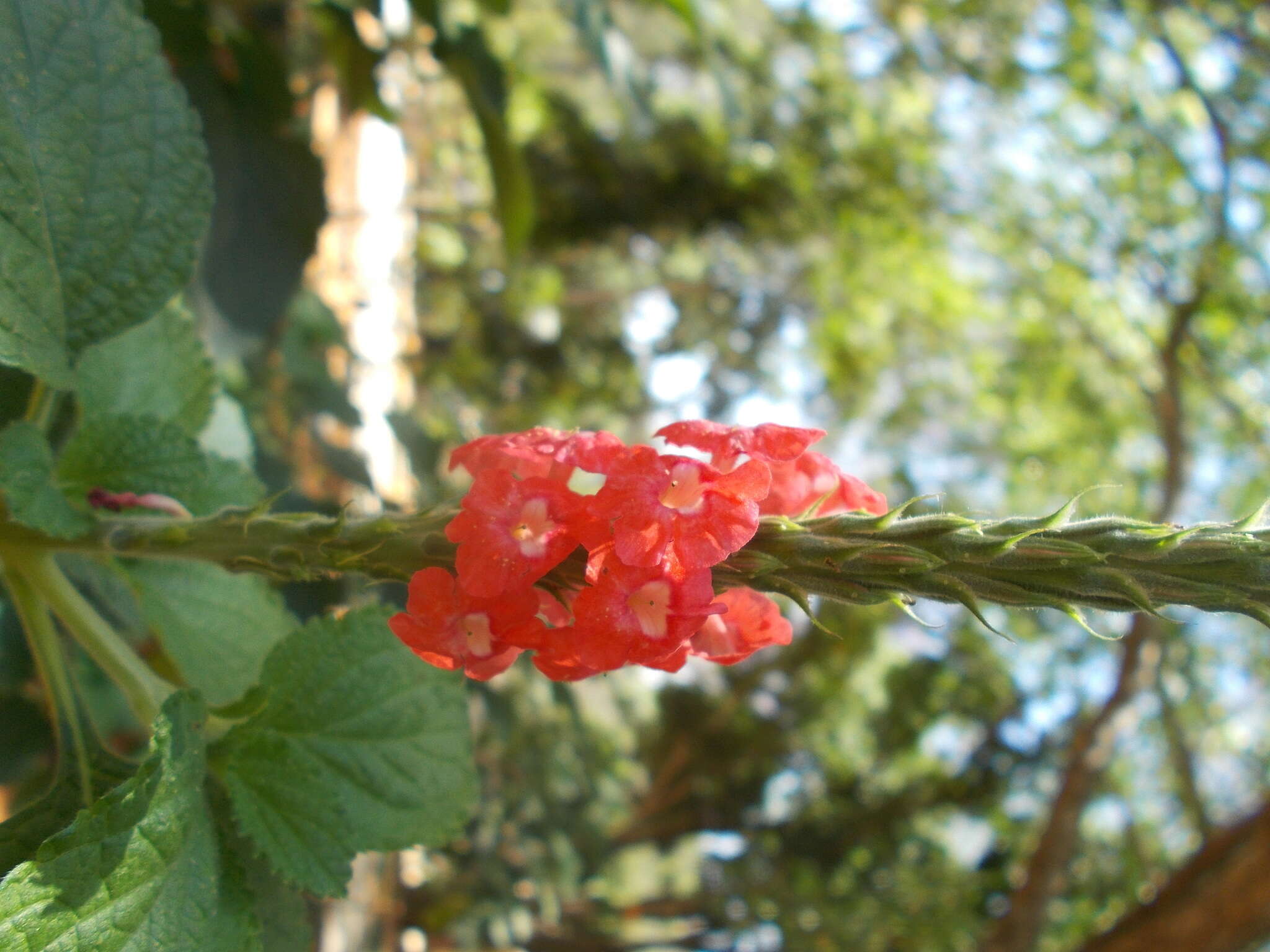 Image of changeable velvetberry