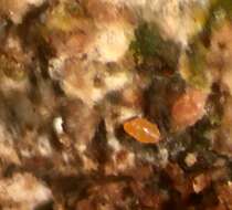 Image of Septobasidium canescens Burt 1916