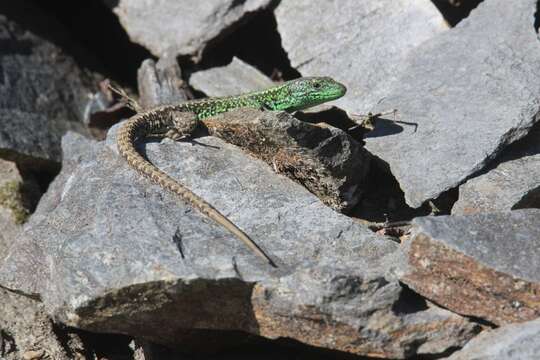 Image of Iberian rock lizard