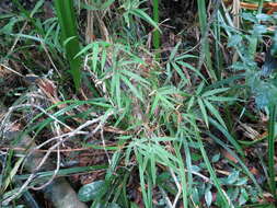 Image of Sirochloa parvifolia (Munro) S. Dransf.