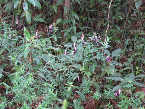 Image of Cuphea avigera Robins. & Seaton