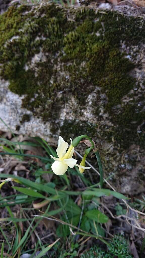 Narcissus triandrus L. resmi