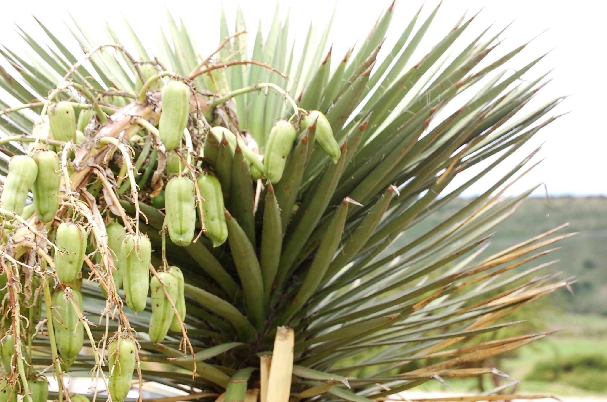 Image of Yucca decipiens Trel.