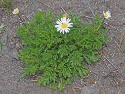 Argyranthemum lidii C. J. Humphries的圖片