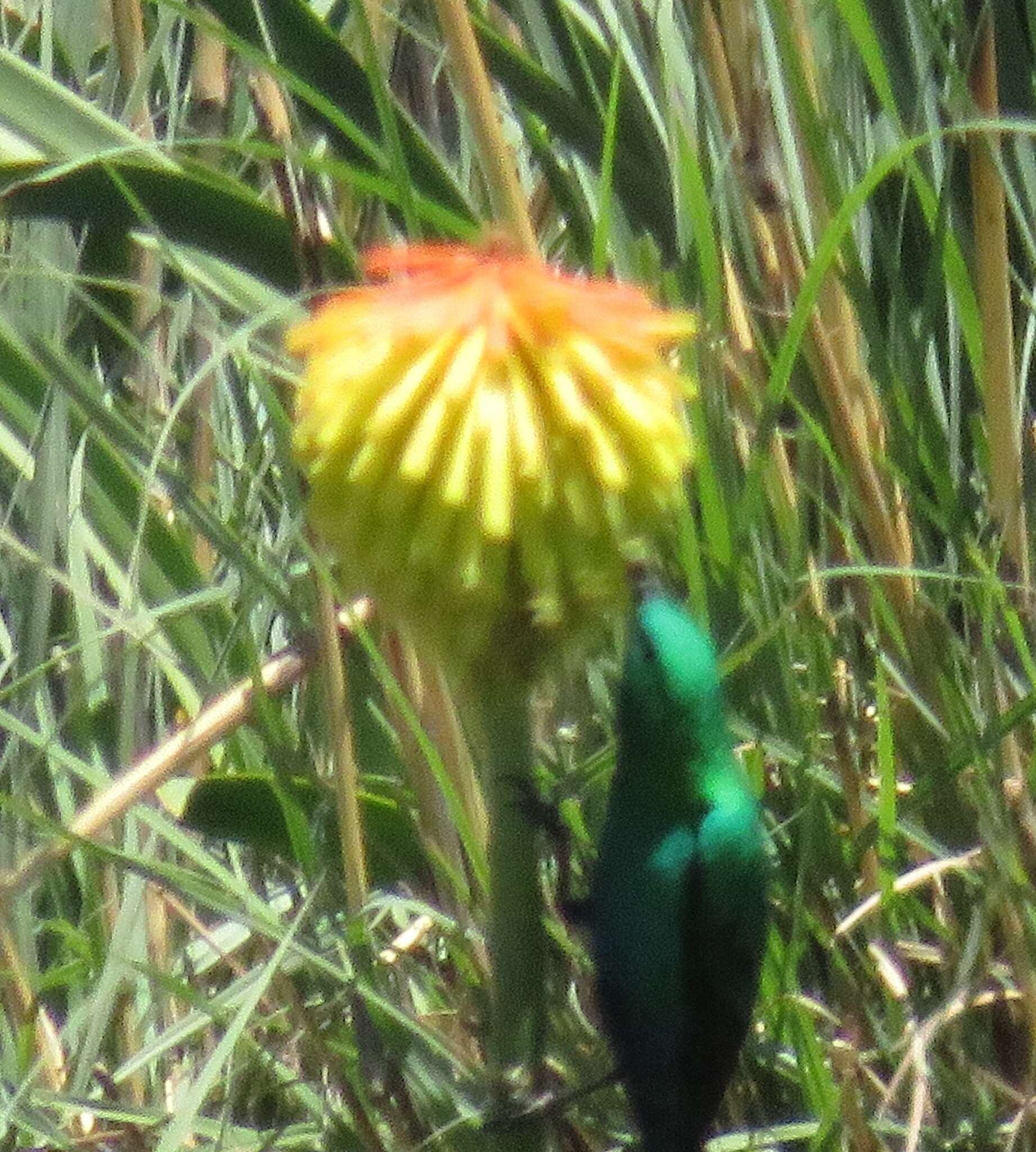 Image de Kniphofia porphyrantha Baker