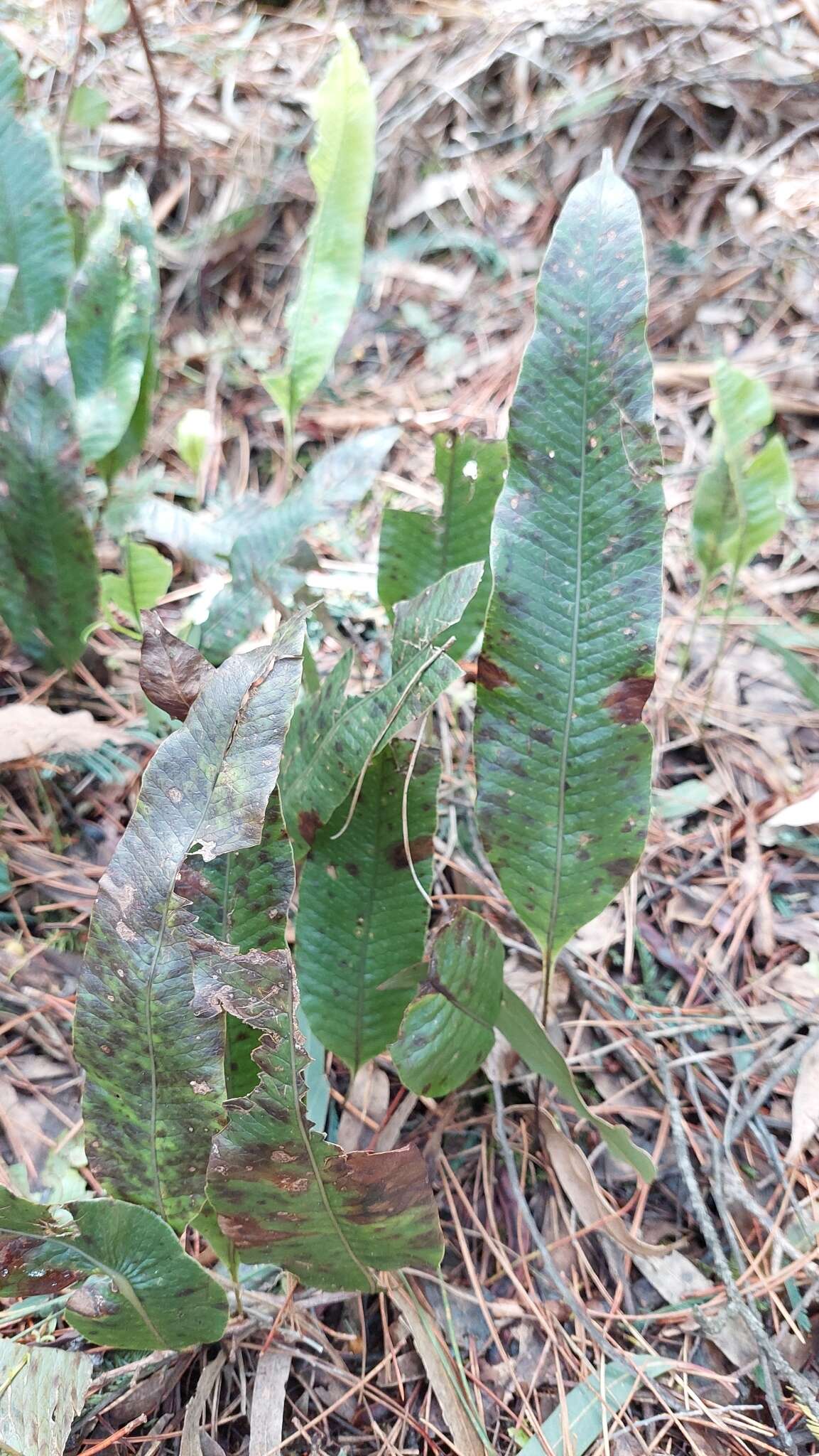 Image of Serpocaulon levigatum (Cav.) A. R. Sm.