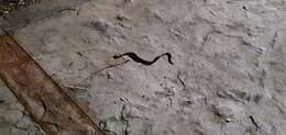 Image of Blackbelly Centipede Snake