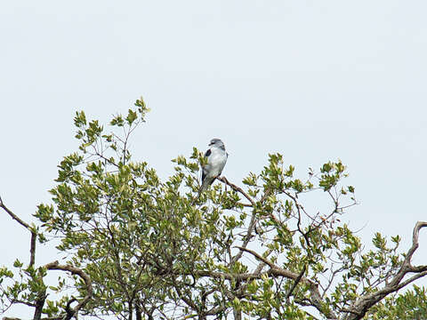 Image of Black-shouldered Kite