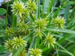 Imagem de Cyperus croceus Vahl