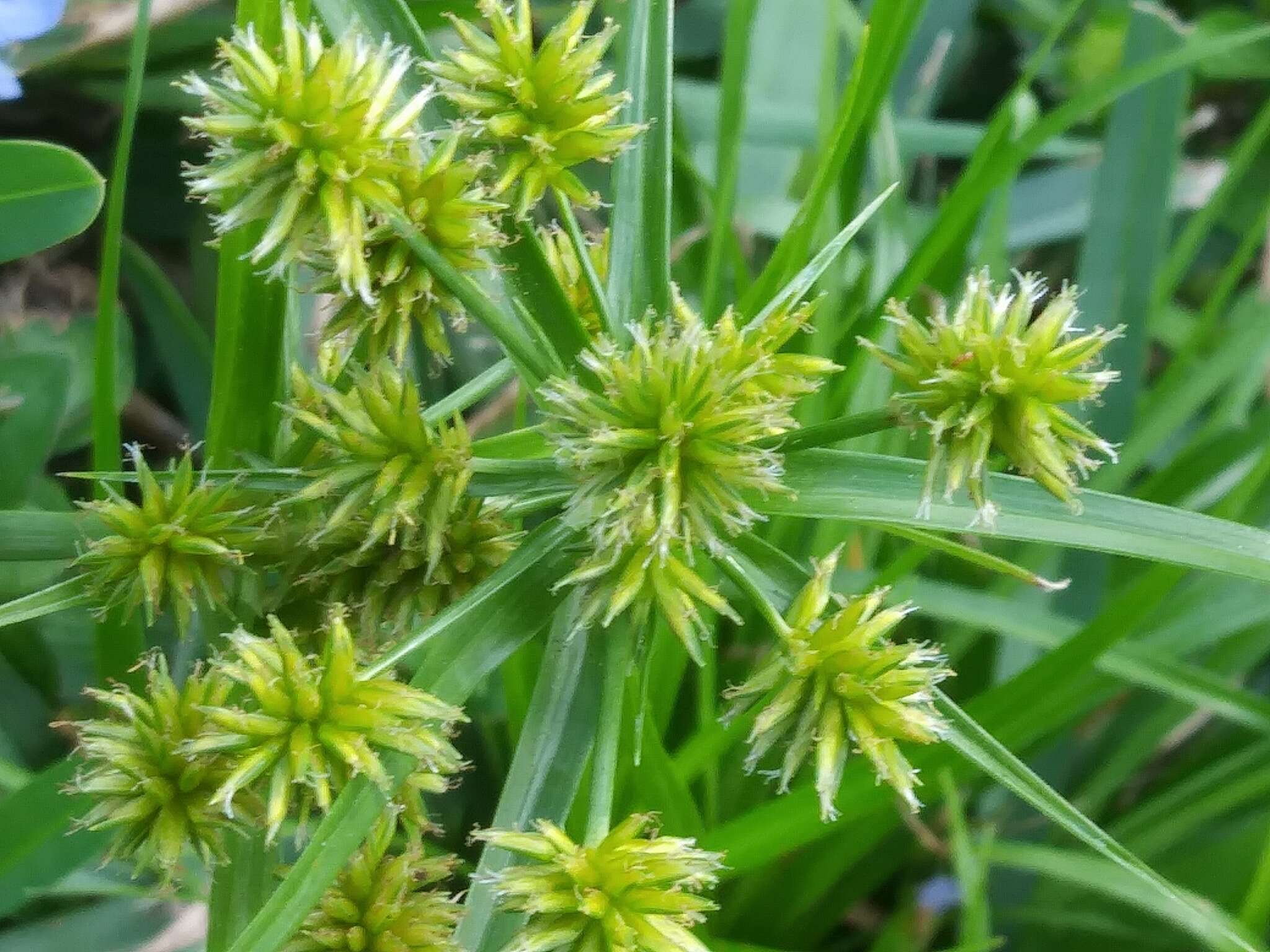 صورة Cyperus croceus Vahl