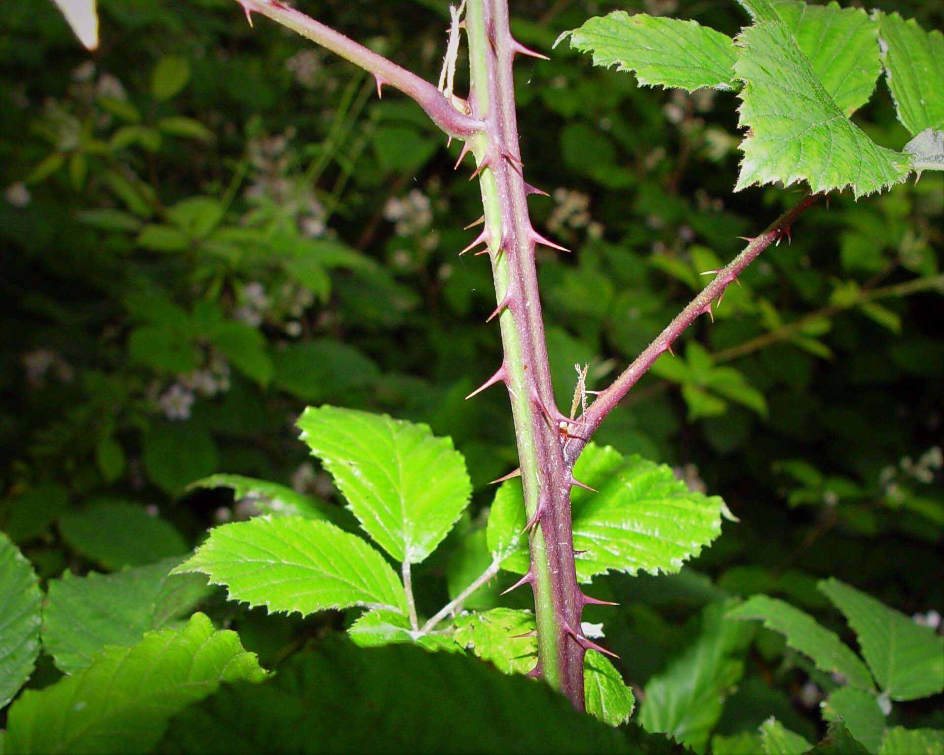 Sivun Rubus elegantispinosus (Schumacher) H. E. Weber kuva