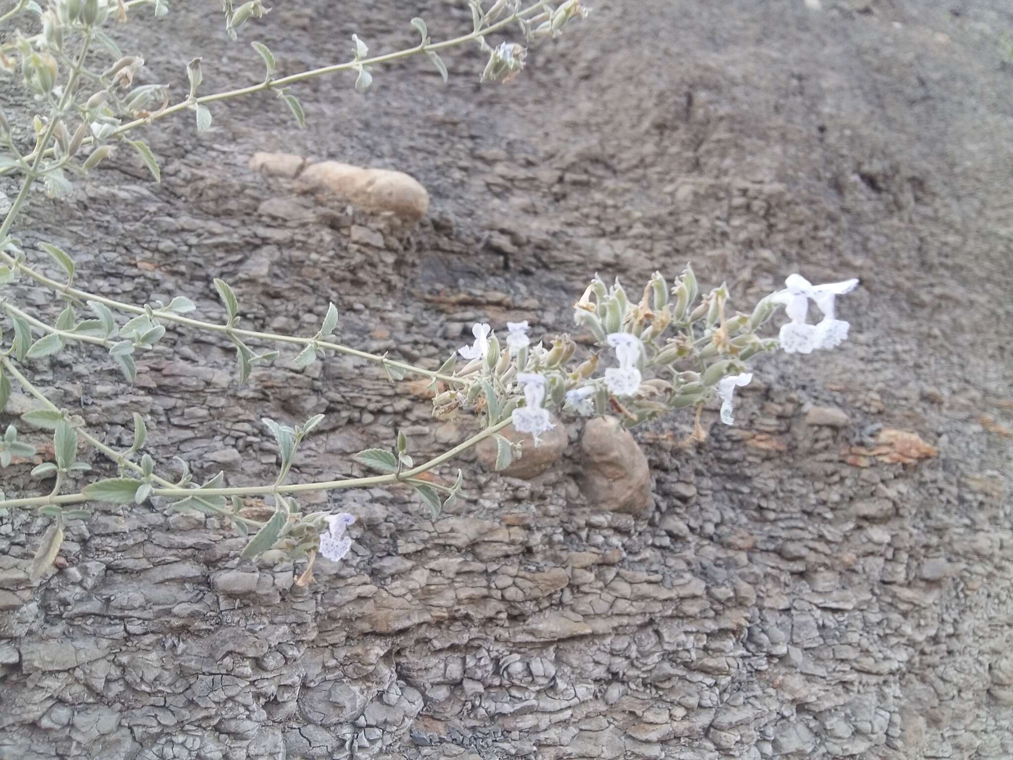 Image of Nepeta cyanea subsp. biebersteiniana (Trautv.) A. L. Budantsev