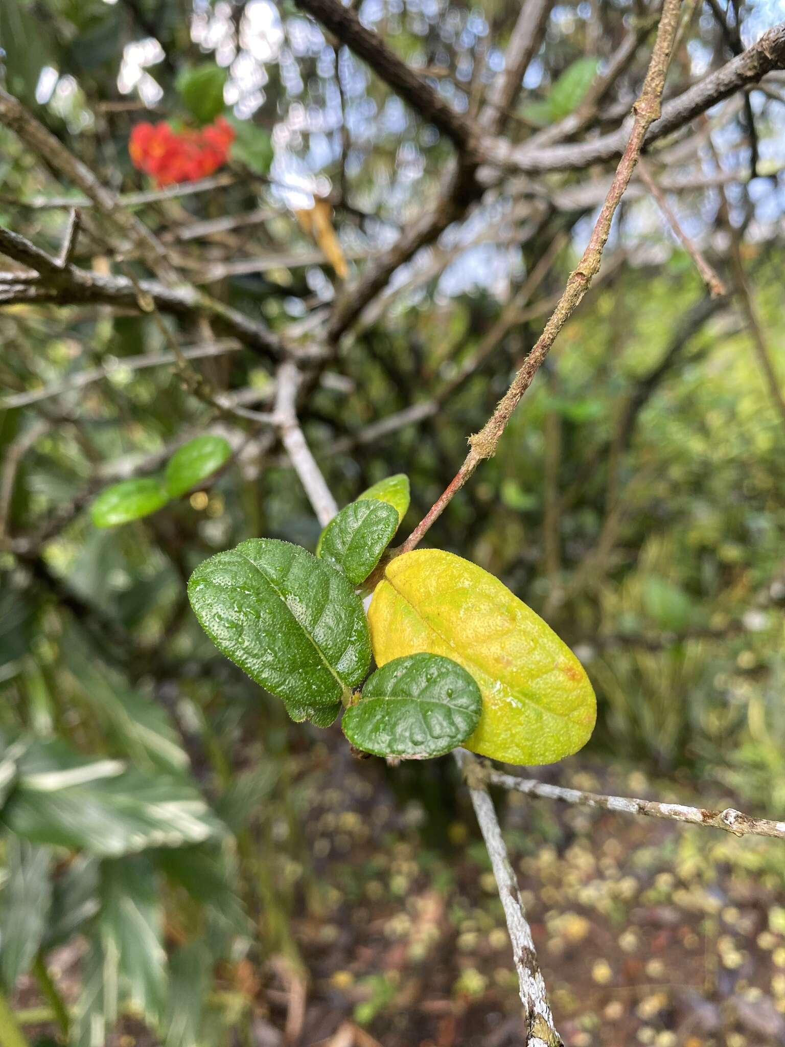 Plancia ëd Rondeletia odorata Jacq.