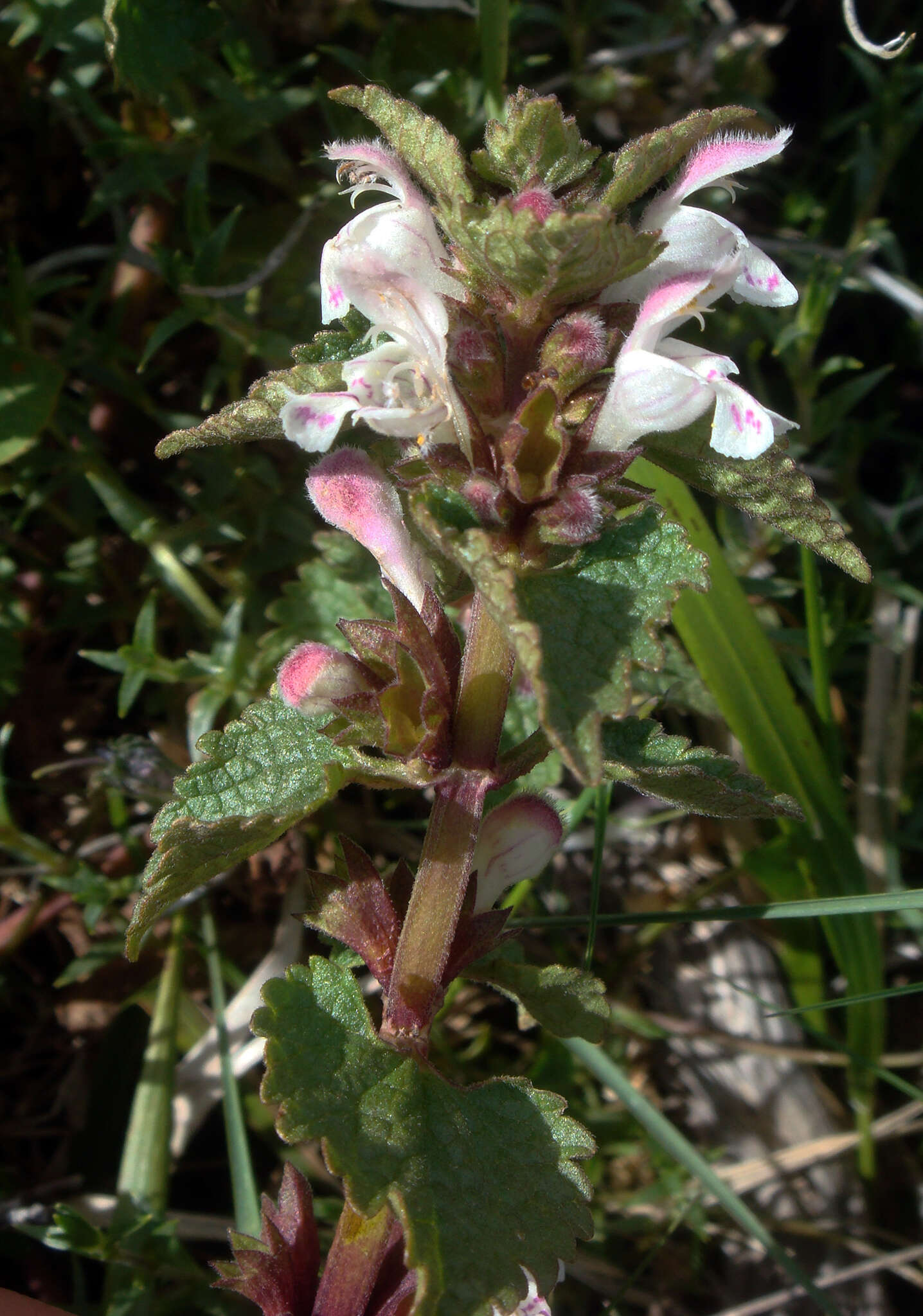 Image of Lamium garganicum subsp. corsicum (Gren. & Godr.) Mennema