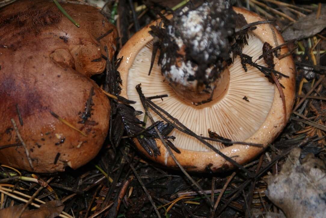 Image of Tricholoma batschii Gulden 1969