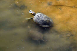 Image of Big Bend Slider