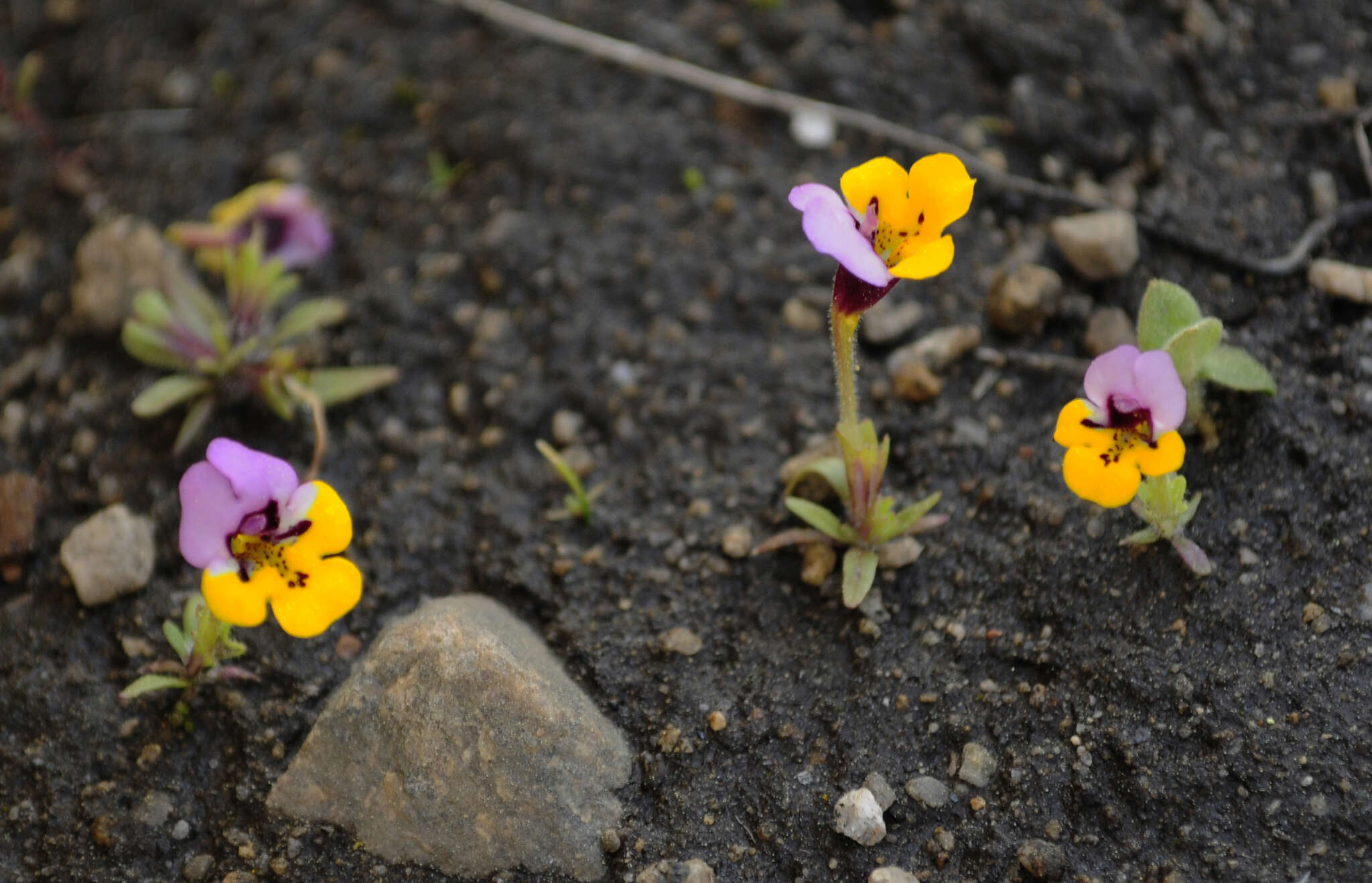 Image of Yellow-Lip Pansy Monkey-Flower