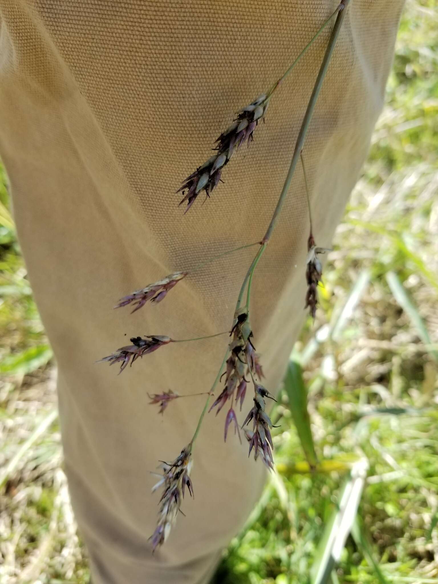 Image of Sorghum ergot