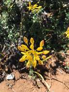 Image of yellow triteleia