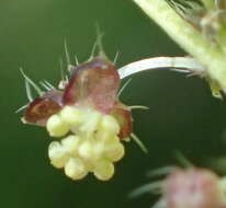 Image of Leidesia procumbens (L.) Prain