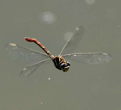 Image of Two-striped Forceptail